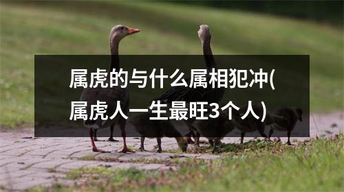 属虎的与什么属相犯冲(属虎人一生旺3个人)