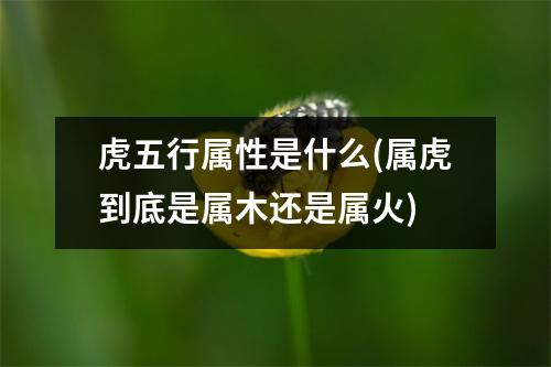 虎五行属性是什么(属虎到底是属木还是属火)