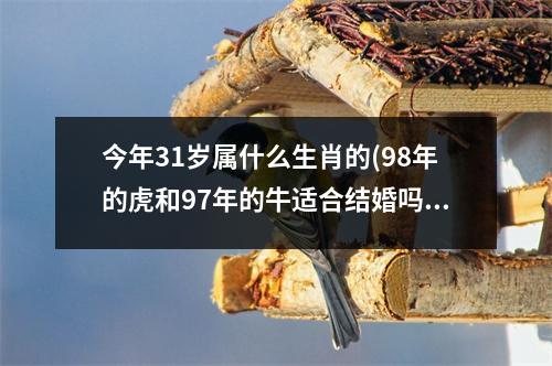 今年31岁属什么生肖的(98年的虎和97年的牛适合结婚吗)