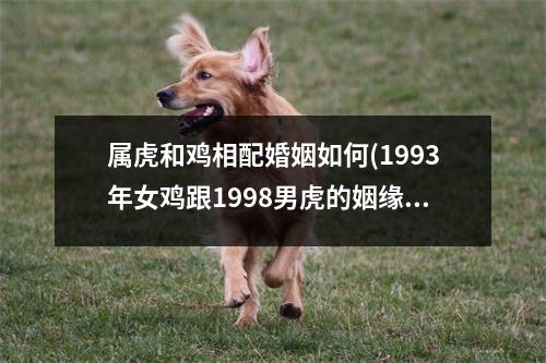 属虎和鸡相配婚姻如何(1993年女鸡跟1998男虎的姻缘)