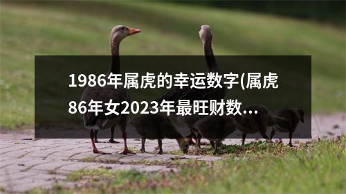 1986年属虎的幸运数字(属虎86年女2023年旺财数字)