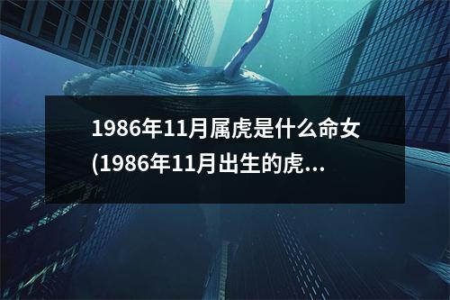 1986年11月属虎是什么命女(1986年11月出生的虎苦命)