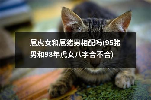 属虎女和属猪男相配吗(95猪男和98年虎女八字合不合)