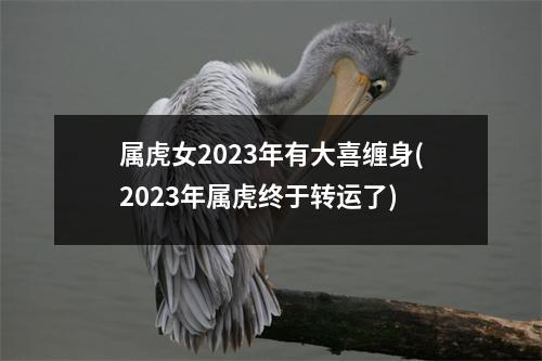 属虎女2023年有大喜缠身(2023年属虎终于转运了)