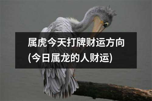 属虎今天打牌财运方向(今日属龙的人财运)