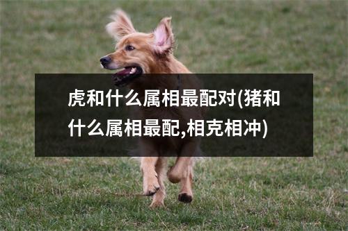 虎和什么属相配对(猪和什么属相配,相克相冲)