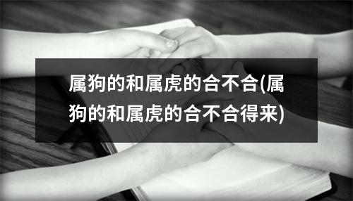 属狗的和属虎的合不合(属狗的和属虎的合不合得来)