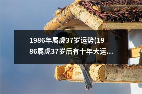 1986年属虎37岁运势(1986属虎37岁后有十年大运)