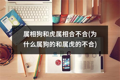 属相狗和虎属相合不合(为什么属狗的和属虎的不合)