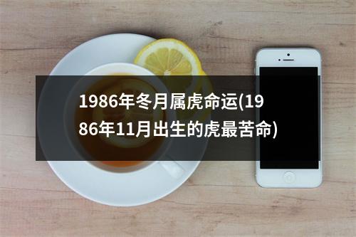 1986年冬月属虎命运(1986年11月出生的虎苦命)