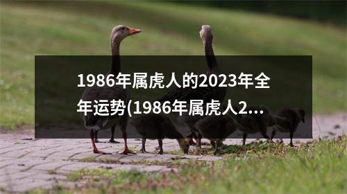 1986年属虎人的2023年全年运势(1986年属虎人2023年运势及运程每月运程)