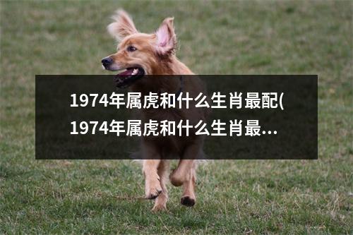 1974年属虎和什么生肖配(1974年属虎和什么生肖配婚姻)