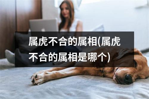 属虎不合的属相(属虎不合的属相是哪个)