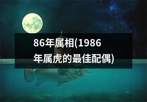 86年属相(1986年属虎的佳配偶)