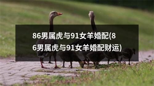 86男属虎与91女羊婚配(86男属虎与91女羊婚配财运)