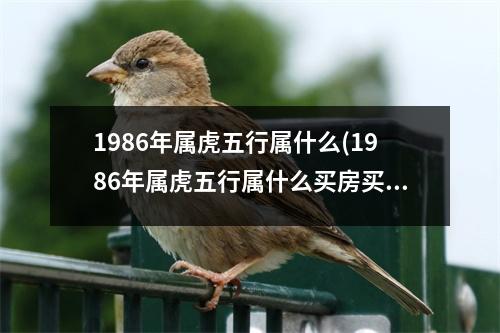 1986年属虎五行属什么(1986年属虎五行属什么买房买几楼好)