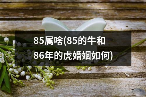 85属啥(85的牛和86年的虎婚姻如何)