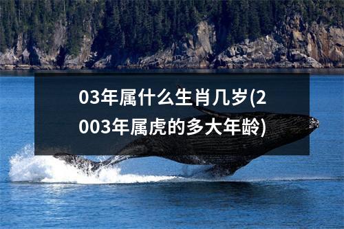 03年属什么生肖几岁(2003年属虎的多大年龄)