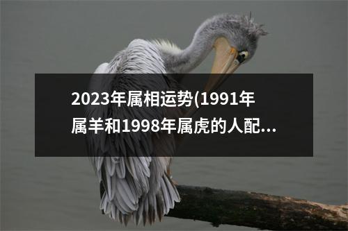 2023年属相运势(1991年属羊和1998年属虎的人配吗)