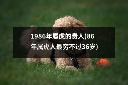 1986年属虎的贵人(86年属虎人穷不过36岁)