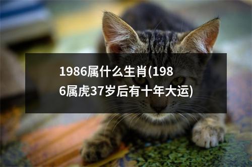 1986属什么生肖(1986属虎37岁后有十年大运)