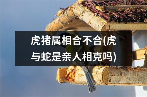 虎猪属相合不合(虎与蛇是亲人相克吗)