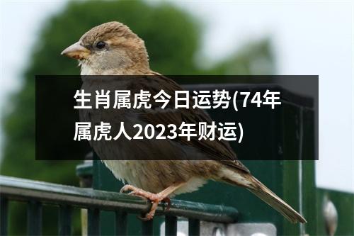 生肖属虎今日运势(74年属虎人2023年财运)