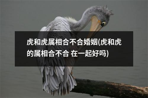 虎和虎属相合不合婚姻(虎和虎的属相合不合 在一起好吗)