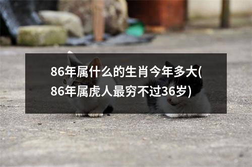 86年属什么的生肖今年多大(86年属虎人穷不过36岁)