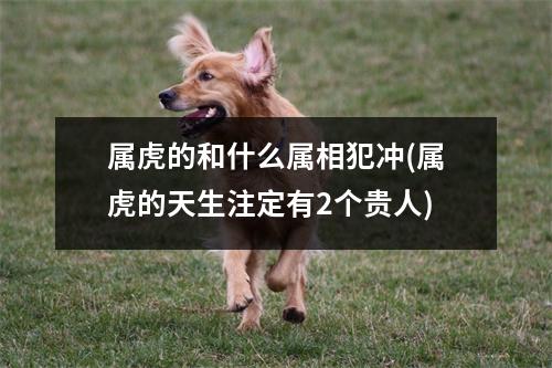 属虎的和什么属相犯冲(属虎的天生注定有2个贵人)