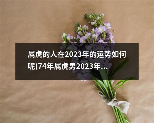 属虎的人在2023年的运势如何呢(74年属虎男2023年运势及运程每月运程五月运气华易网)