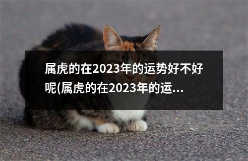 属虎的在2023年的运势好不好呢(属虎的在2023年的运势好不好呢女孩)