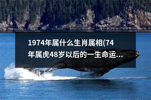 1974年属什么生肖属相(74年属虎48岁以后的一生命运)