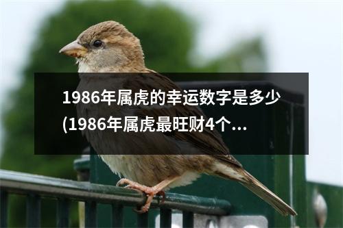 1986年属虎的幸运数字是多少(1986年属虎旺财4个数字)