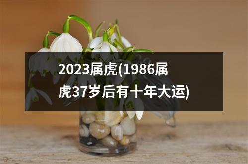 2023属虎(1986属虎37岁后有十年大运)