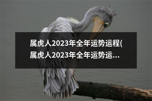 属虎人2023年全年运势运程(属虎人2023年全年运势运程1974年)