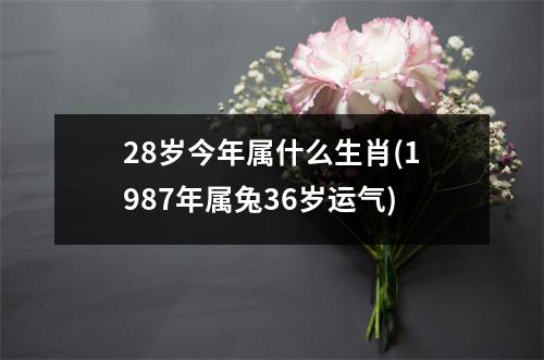 28岁今年属什么生肖(1987年属兔36岁运气)