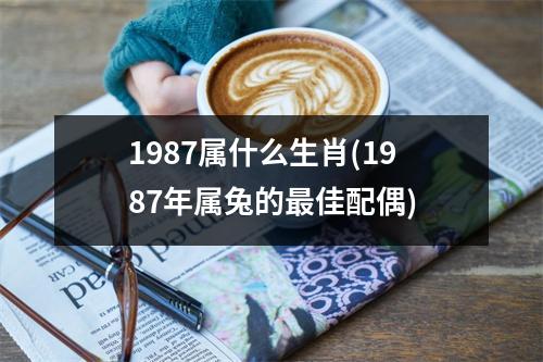 1987属什么生肖(1987年属兔的佳配偶)