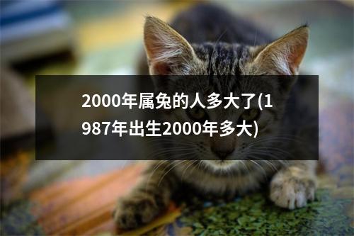 2000年属兔的人多大了(1987年出生2000年多大)