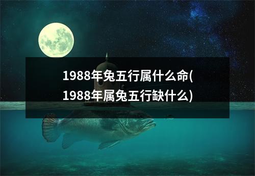 1988年兔五行属什么命(1988年属兔五行缺什么)