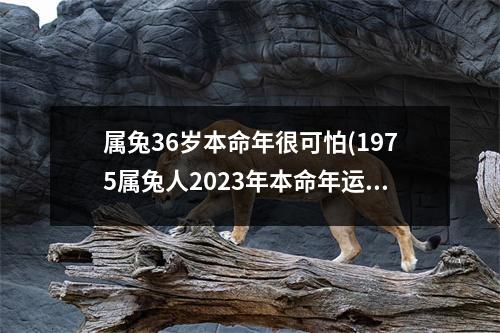 属兔36岁本命年很可怕(1975属兔人2023年本命年运势)