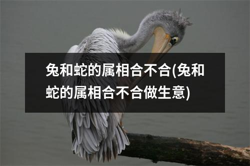 兔和蛇的属相合不合(兔和蛇的属相合不合做生意)