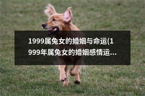 1999属兔女的婚姻与命运(1999年属兔女的婚姻感情运势)