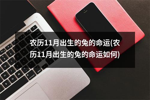 农历11月出生的兔的命运(农历11月出生的兔的命运如何)