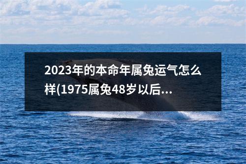 2023年的本命年属兔运气怎么样(1975属兔48岁以后运气如何)