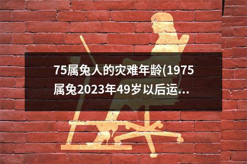 75属兔人的灾难年龄(1975属兔2023年49岁以后运气)