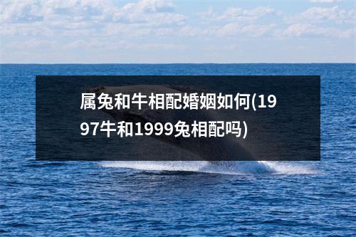 属兔和牛相配婚姻如何(1997牛和1999兔相配吗)