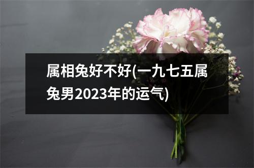 属相兔好不好(一九七五属兔男2023年的运气)