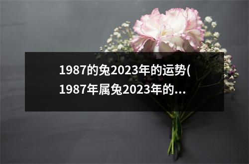 1987的兔2023年的运势(1987年属兔2023年的运势及运程)