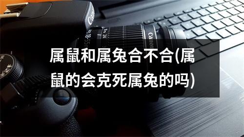 属鼠和属兔合不合(属鼠的会克死属兔的吗)